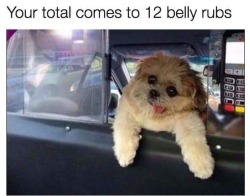 Best Dog Memes(Or Anything Else That Has