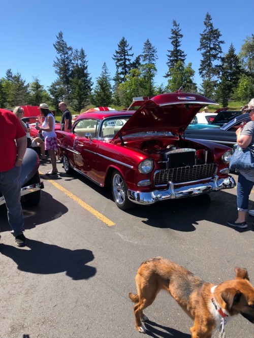 123rd annual Irrigation Festival parade this morning and then a car show after , Freya enjoyed all the people