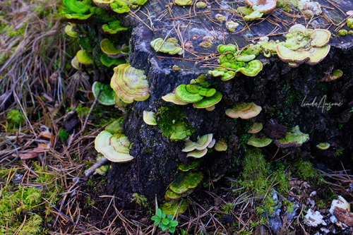 lindagoesmushrooming:Mushroom castle