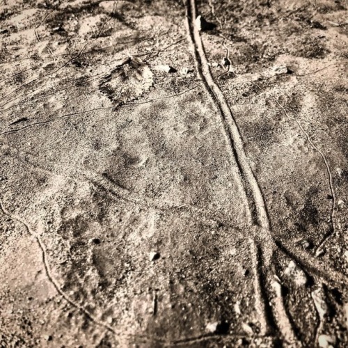 Day 296. #bedford365 #bedfords365 #aftertherain #earthwormtracks #xmarksthespot #blackandwhite #blac