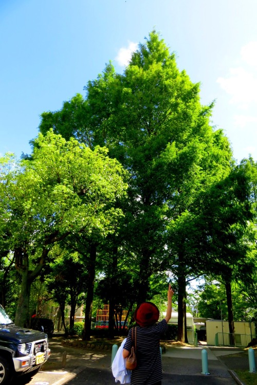 on blue sky and just right so green