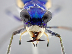 bowelfly:please enjoy these good chompy beetle boys
