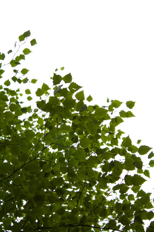 Betula pendula - Silver Birch 