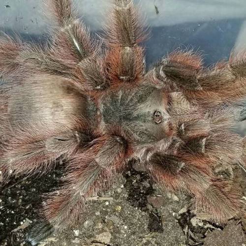 cancerides:My female Nhandu tripepii after her recent molt. Love this little fluff ball. #ntripepii 