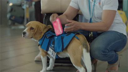 sullenmurmurs:onlylolgifs:Dog Works at Airport Returning Passenger’s Lost ItemsOh my God.