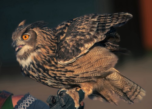 The Eurasian Eagle-Owl