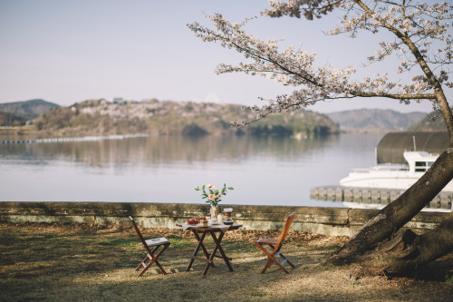 2022-04-02Spring, Cherry Blossom PicnicCanon EOS R3 + RF50mm f1.2LInstagram  |  hwantastic79vivid