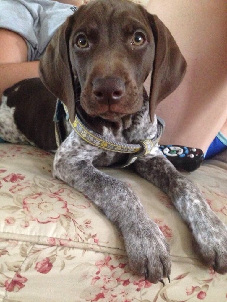 handsome dogs for you in these trying times