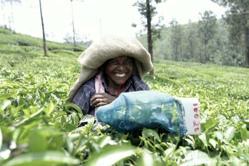 Tea factory in Wayanad.From leaf to cup.