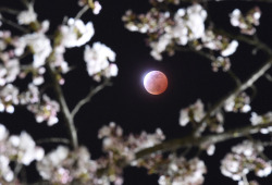 sci-universe:This is the total lunar eclipse of April 4, 2015 seen between cherry blossoms in Japan. It looks really magical when something terrestrial and celestial are together like that.image by Kyodo via Reuters