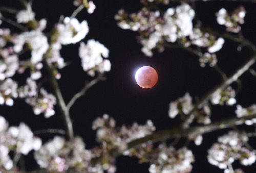 sci-universe:  A total lunar eclipse between cherry blossoms in Japan, on April 4, 2015 It looks magical when something earthly and celestial are together like that.image by Kyodo via Reuters 