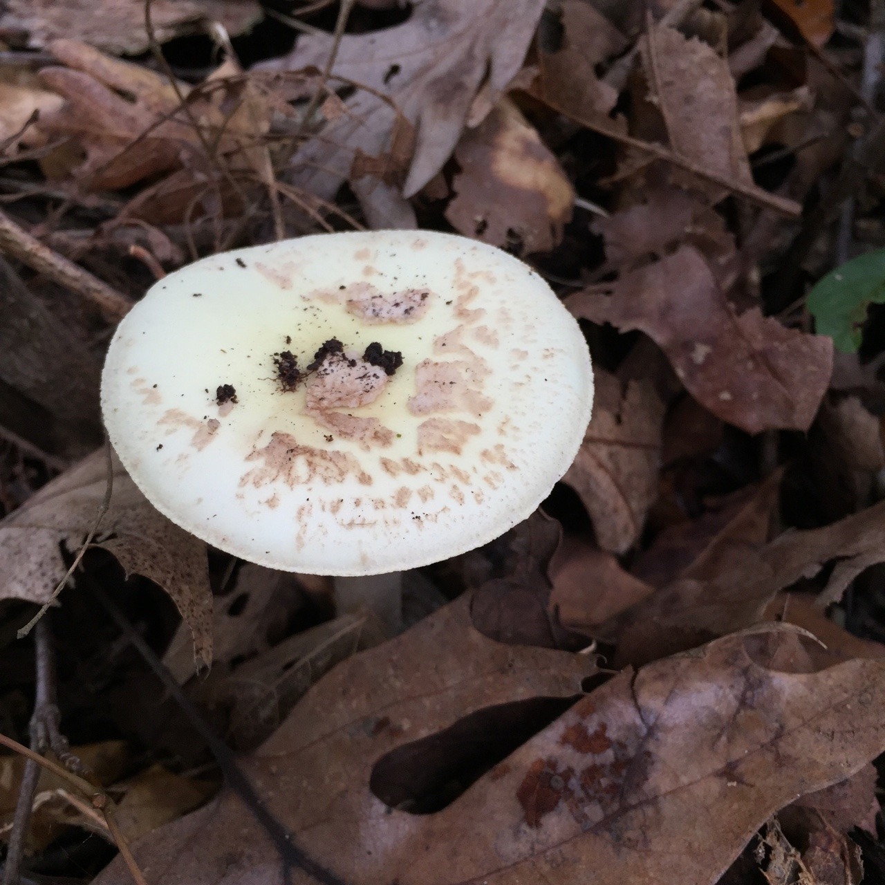 Fungi at NICHES&rsquo; Black Rock Preserve