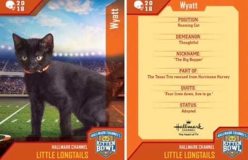 analgesicsleep:Hallmark Channel presents: KITTEN BOWL V, FEBRUARY 4, 2018Team: Little LongtailsMembe