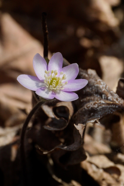 Roundlobe HepaticaAnemone americanaPine Creek Barrens, KY10 March 2021