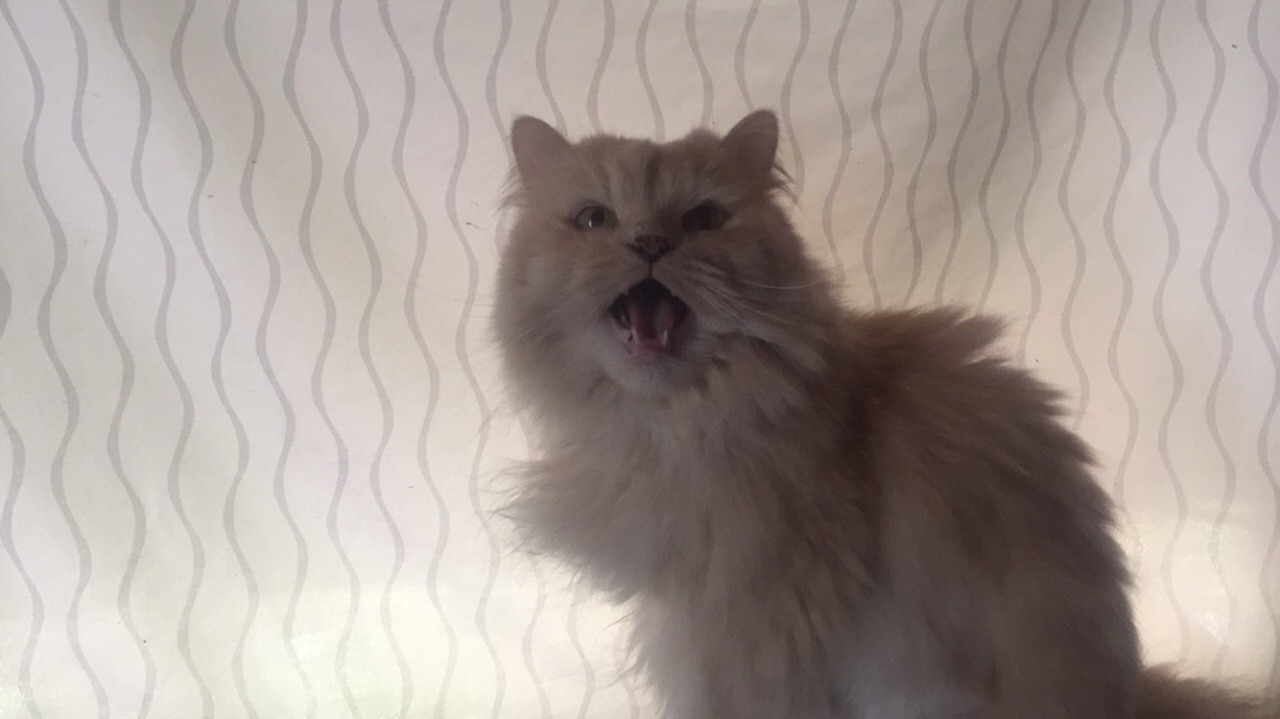 queen-miq:  He really likes to yell at the camera.