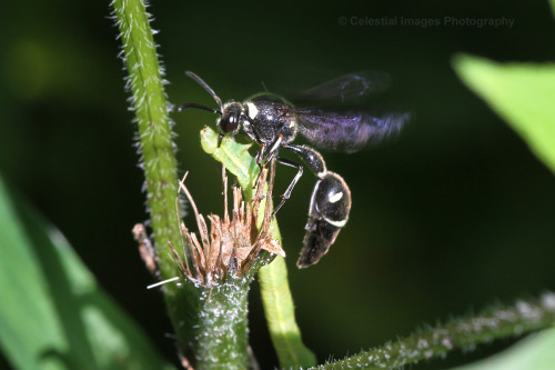 celestialmacros: A potter wasp trying rather unsuccessfully to carry a stunned geometer caterpillar 