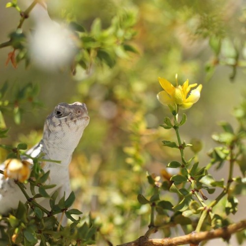 madamespider:mathssuck:i eat flower petals and i’m youngv-v-f sometimes I see cute lizards and think