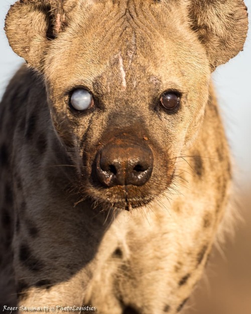 geographicwild: . Photo by @roger_san_roller Spotted hyena in the Zimanga Private Game Reserve. #wil