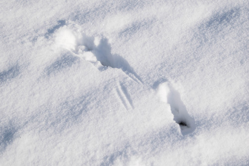 Deer tracks in the morning snow. 