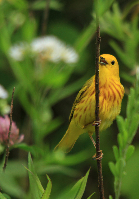 burning-soul:  Yellow Warbler male