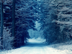 Rosellefreya:  Snowy Path By *Aljoschathielen 