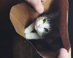 lord-kitschener: Reach WITHIN to your LOCAL paper bag and you may find a FRIEND And BOY