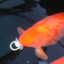 imdaboi69