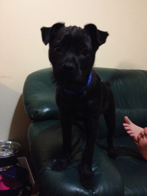 imgonnamakeachange:  healthy-is-perfection:  7eleven:  My puppy was just hit by a car last night, his pelvic bone has a break and both of his hind legs are so messed up, I left the room when the vet was looking at them. He is missing chunks of his skin
