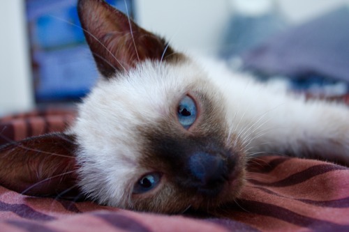 callmegishi:my new girl is a gorgeous