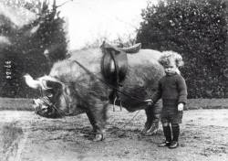 Pizza-Party:  Historicaltimes:  Boy With His Boar, 1930S Via Reddit   And Now I Know