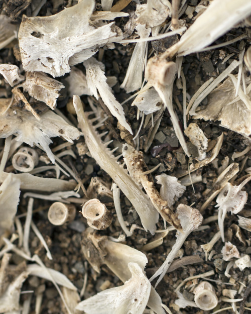 textless:There’s a creepy vacant lot with lots of deer and other animal bones.