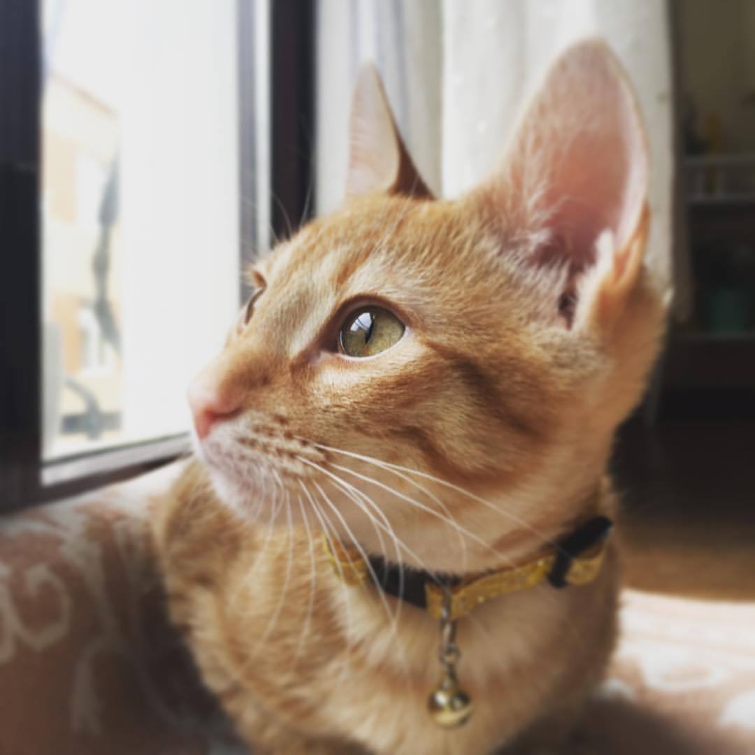 Kitaplık Kedisi