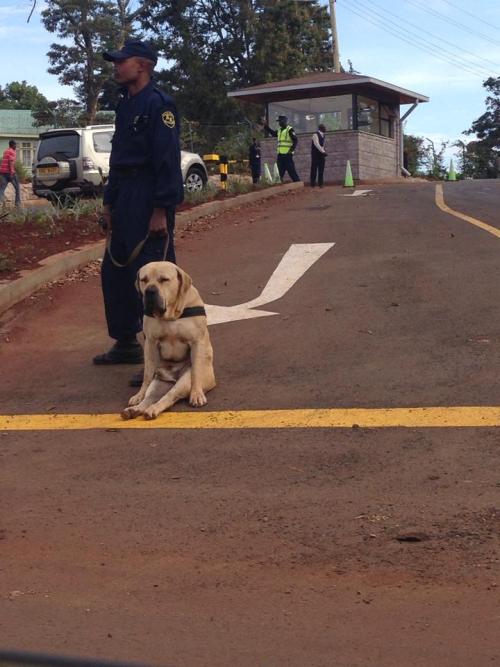best-of-imgur:  I feel very safe now!http://best-of-imgur.tumblr.com 