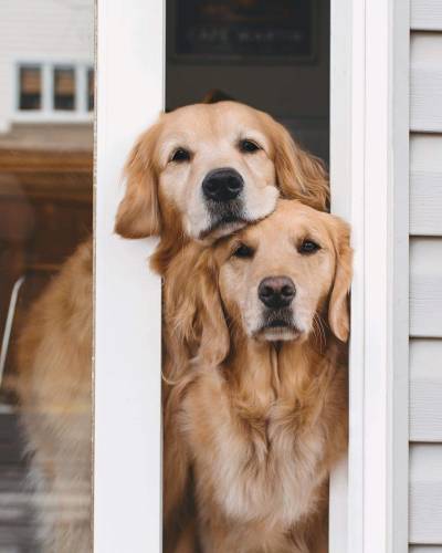 whitefireprincess:
“Lizzie & Ally 🐶
”