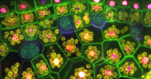 nubbsgalore: mitochondria is the powerhouse of the cell. and chloroplasts are a blast. florescent dy