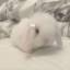 bunnyreverie