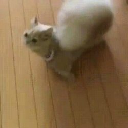 awwww-cute:  Cute Kitty with a Squirrel’s Tail (Source: http://ift.tt/2Fu9AWj)