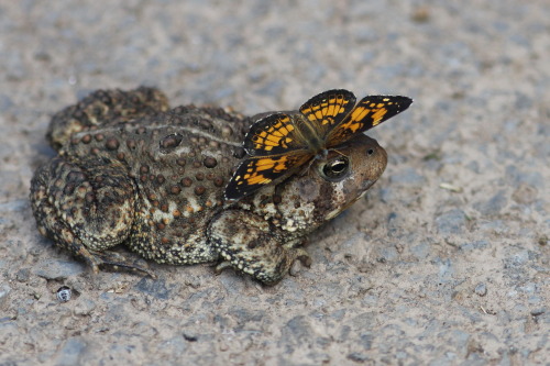 toadschooled:A silvery checkerspot butterfly [Chlosyne nycteis] perched atop an American toad [Anaxy