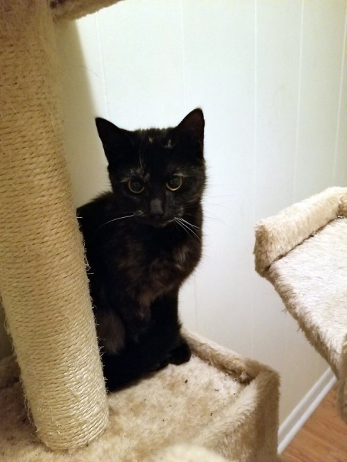 not-a-negatron:This is Stormaggedon, the dark ruler of all. She enjoys: surveying her domain with di