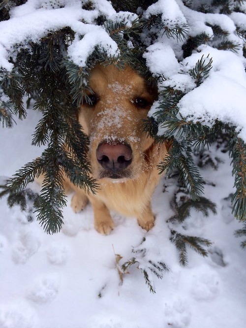 w–o–o–d–l–a–n–d:  Guess what, another Christmas doggos.