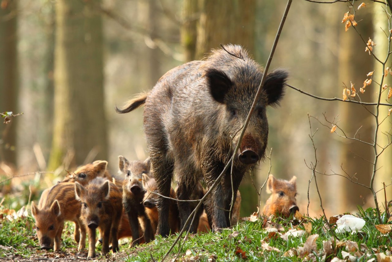 animalontherun:  wild boar sow protecting her piglets one of natures most fearsome