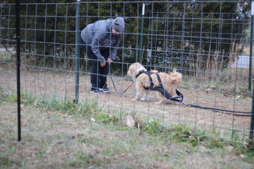 Pippin, the gorgeous golden colored mixed breed. Owned by Grace Bartelson, photos taken at an IWPA e