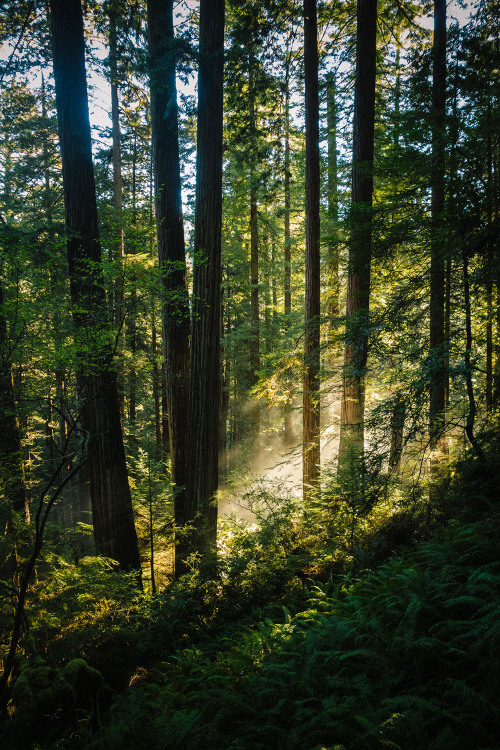 “Dawn in Prairie Creek”Missing that magic, misty, mystical light. Redwoods National Park, CA. Octobe