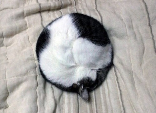lemonsharks: coolcatgroup:   coolcatgroup:  coolcatgroup:  Oval….  R E C T A N G L E   Perfect circle…   Purrtonic solids 