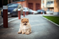 handsomedogs:    Spitz / / Anton Likhach   