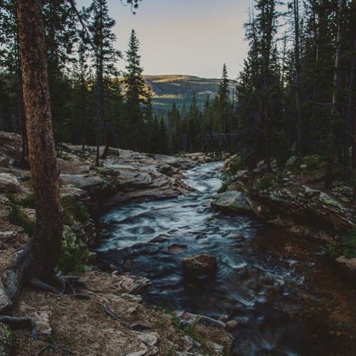 whiskandwhittle:Source IG @throughthepinesco