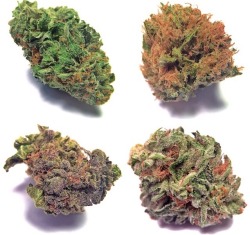 headhiigh:  Pick a strain, any strain!