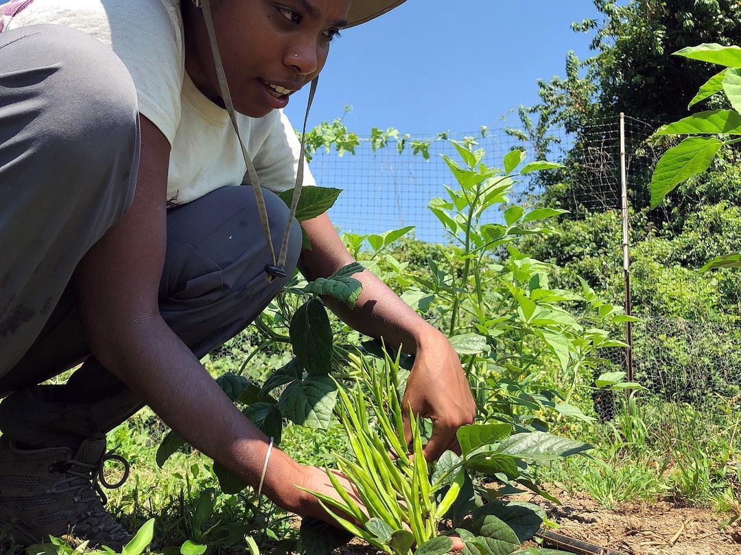 Last year, @nitalvadalia suggested we grow Guar Gum - also known as Cluster Beans, Guvar, Guwar, and Cyamopsis tetragonoloba - because it is such an important vegetable crop for so many people originally from India, and very hard to find here. We...