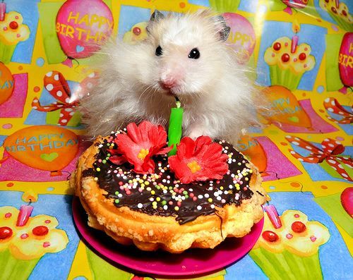 cuteness-daily:So I decided to look up “happy birthday hamsters” and now I regret nothing.