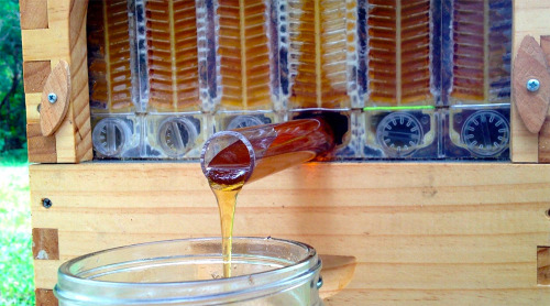 kedreeva:officialabortionist:itscolossal:WATCH: Honey on Tap: A New Beehive that Automatically Extracts Honey without Disturbing Bees [video]WITHOU T DISTURBING THE BEES THAT IS FANTASTIC BEES ARE GREATYou don’t understand how fabulous this is!!This